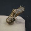Crotalocephalus gibbus y Reedops