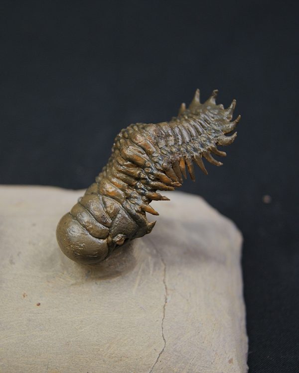 Crotalocephalus gibbus y Reedops