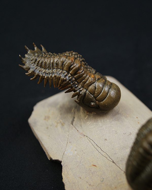 Crotalocephalus gibbus y Reedops