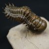Crotalocephalus gibbus y Reedops