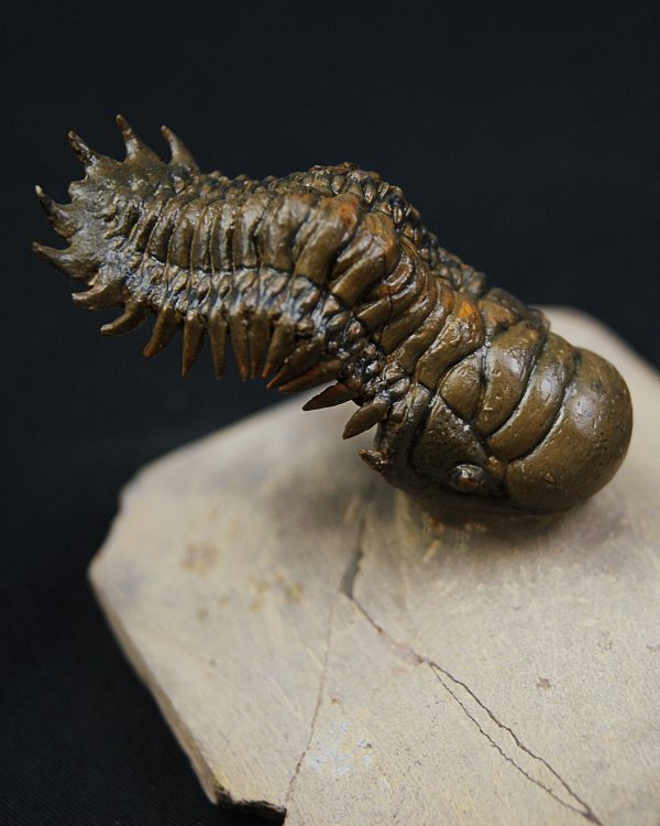 Crotalocephalus gibbus y Reedops