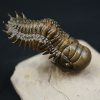 Crotalocephalus gibbus y Reedops