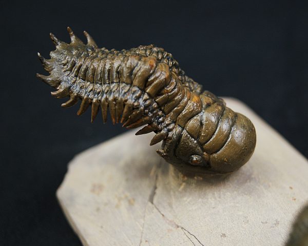 Crotalocephalus gibbus y Reedops