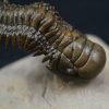 Crotalocephalus gibbus y Reedops