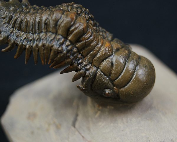 Crotalocephalus gibbus y Reedops
