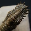 Crotalocephalus gibbus y Reedops