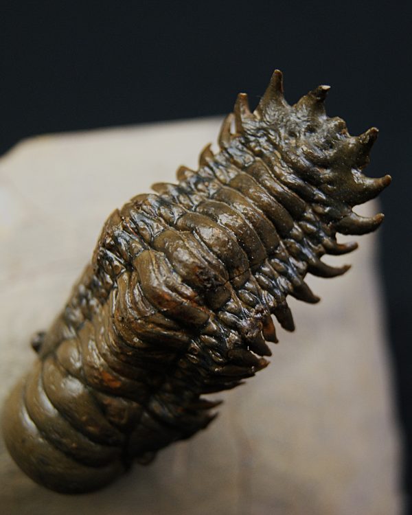 Crotalocephalus gibbus y Reedops
