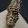 Crotalocephalus gibbus y Reedops