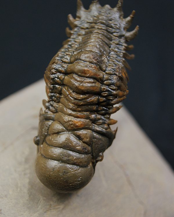 Crotalocephalus gibbus y Reedops