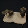 Crotalocephalus gibbus y Reedops