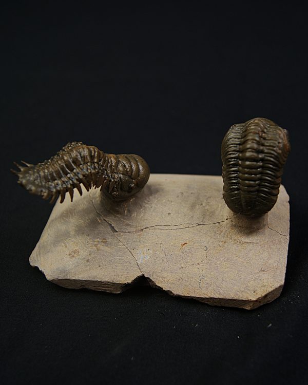 Crotalocephalus gibbus y Reedops