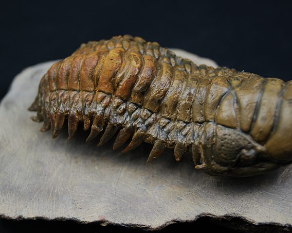 Crotalocephalus gibbus en semivuelo