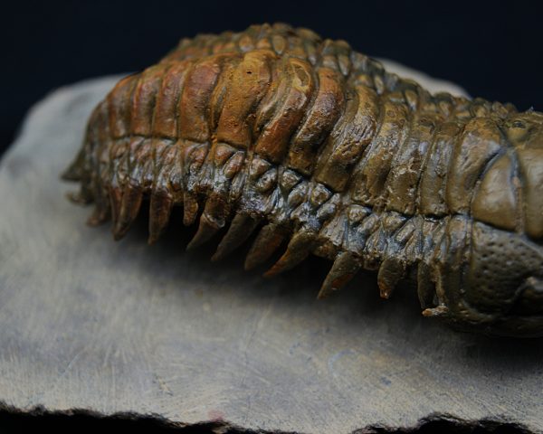 Crotalocephalus gibbus en semivuelo