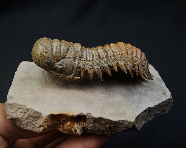 Crotalocephalus gibbus en semivuelo