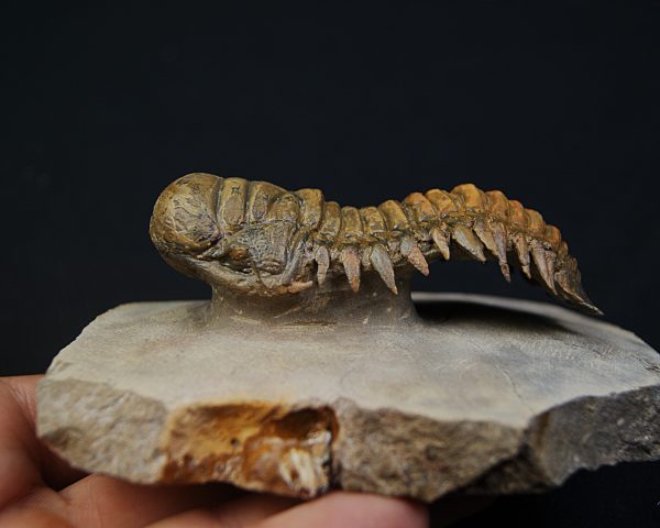 Crotalocephalus gibbus en semivuelo