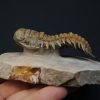 Crotalocephalus gibbus en semivuelo