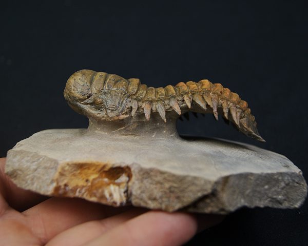 Crotalocephalus gibbus en semivuelo
