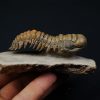 Crotalocephalus gibbus en semivuelo