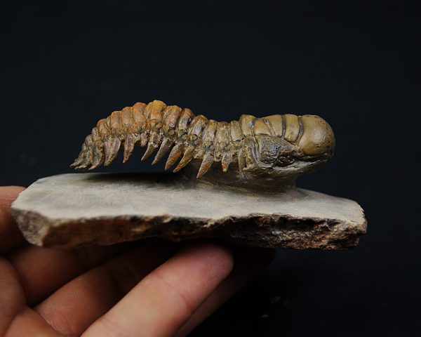 Crotalocephalus gibbus en semivuelo