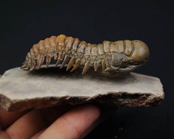 Crotalocephalus gibbus en semivuelo