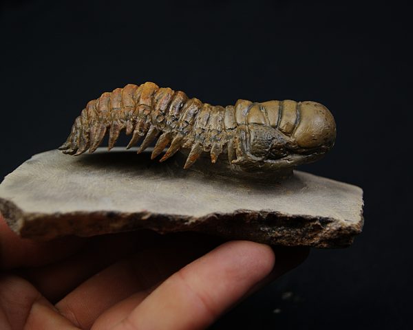 Crotalocephalus gibbus en semivuelo