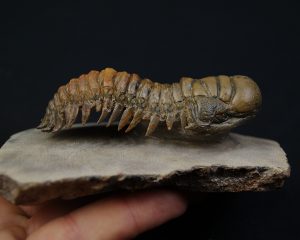 Crotalocephalus gibbus en semivuelo