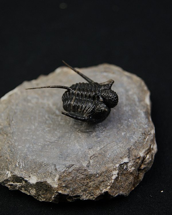 Cyphaspis en vuelo de alta calidad