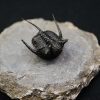 Cyphaspis en vuelo de alta calidad