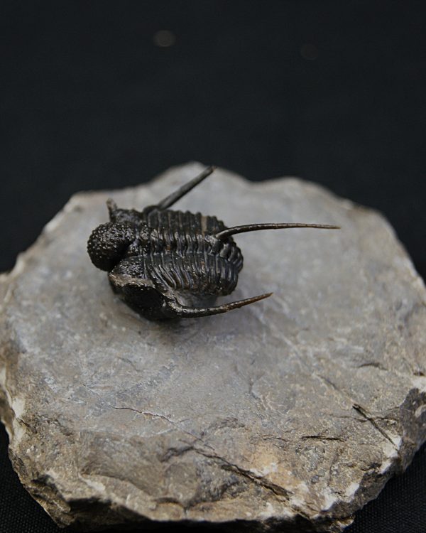 Cyphaspis en vuelo de alta calidad
