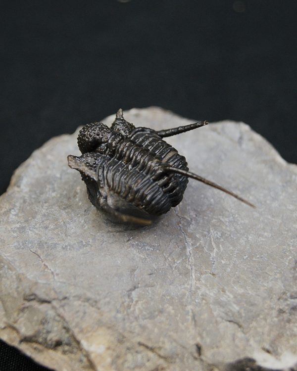 Cyphaspis en vuelo de alta calidad