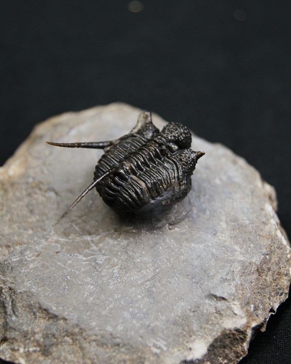 Cyphaspis en vuelo de alta calidad