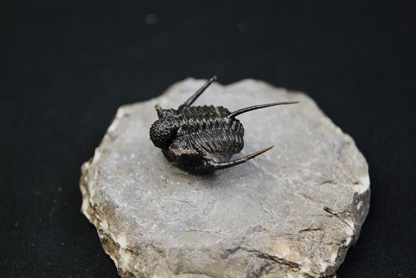 Cyphaspis en vuelo de alta calidad