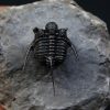 Cyphaspis en vuelo de alta calidad