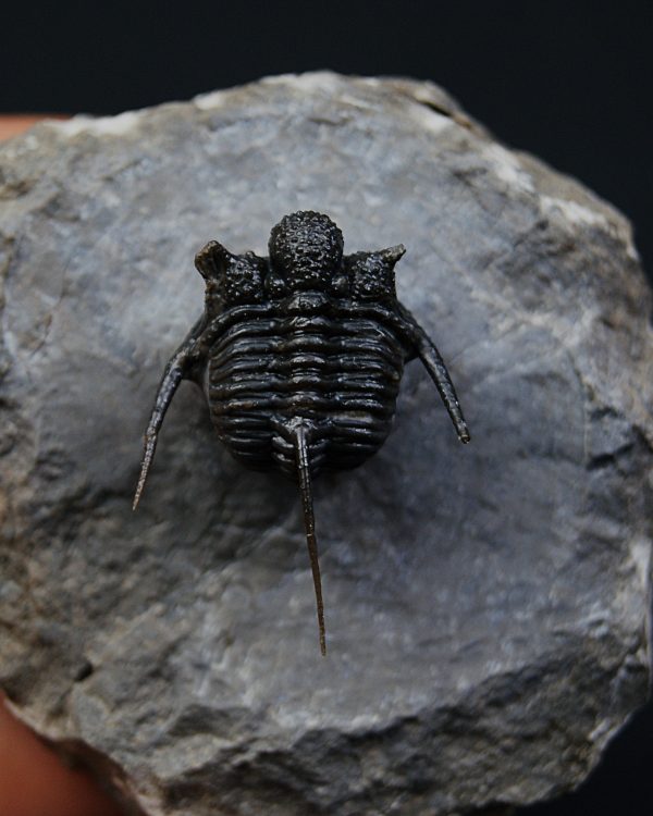 Cyphaspis en vuelo de alta calidad