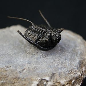 Cyphaspis en vuelo de alta calidad