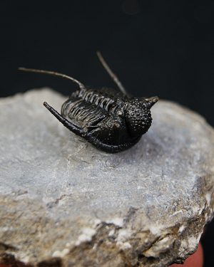 Cyphaspis en vuelo de alta calidad