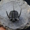 Cyphaspis en vuelo de alta calidad