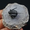 Cyphaspis en vuelo de alta calidad