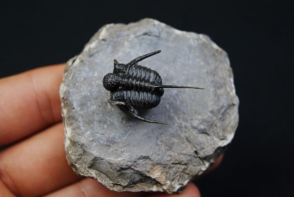 Cyphaspis en vuelo de alta calidad