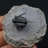 Cyphaspis en vuelo de alta calidad