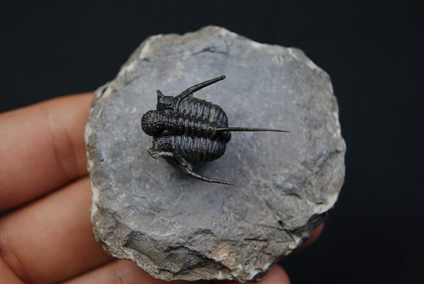 Cyphaspis en vuelo de alta calidad