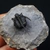 Cyphaspis en vuelo de alta calidad
