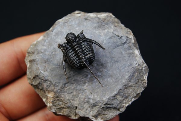 Cyphaspis en vuelo de alta calidad