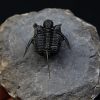 Cyphaspis en vuelo de alta calidad