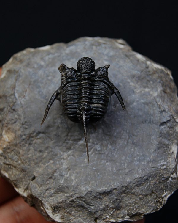 Cyphaspis en vuelo de alta calidad