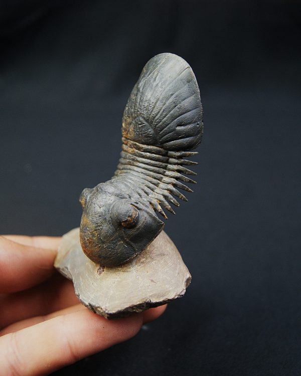 Paralejurus en vuelo