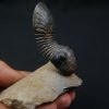 Paralejurus en vuelo