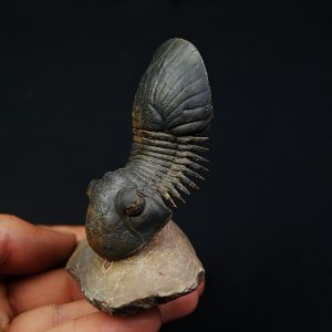 Paralejurus en vuelo