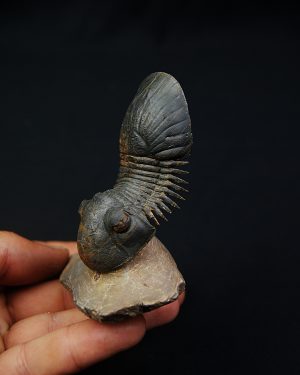 Paralejurus en vuelo