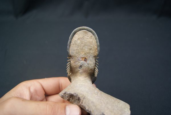 Paralejurus en vuelo